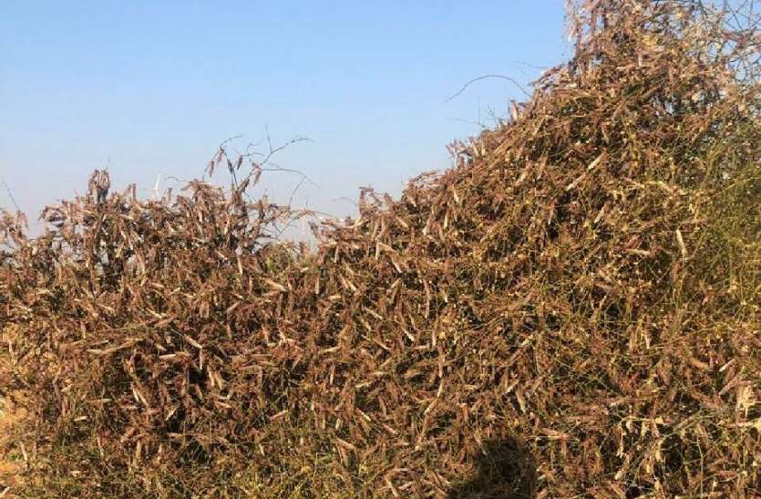 Locust team attack in the canal area of jaisalmer नहरी क्षेत्र में टिड्डी दल का धावा,किसानों की उड़ी नींद