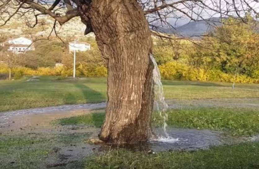 Unique Tree in Hariyana पेड़ से अपने आप निकलता है पानी, वैज्ञानिक भी नहीं सुलझा सके राज