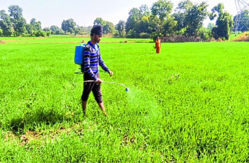 किसानों की फसल तबाह किसानों की फसल तबाह