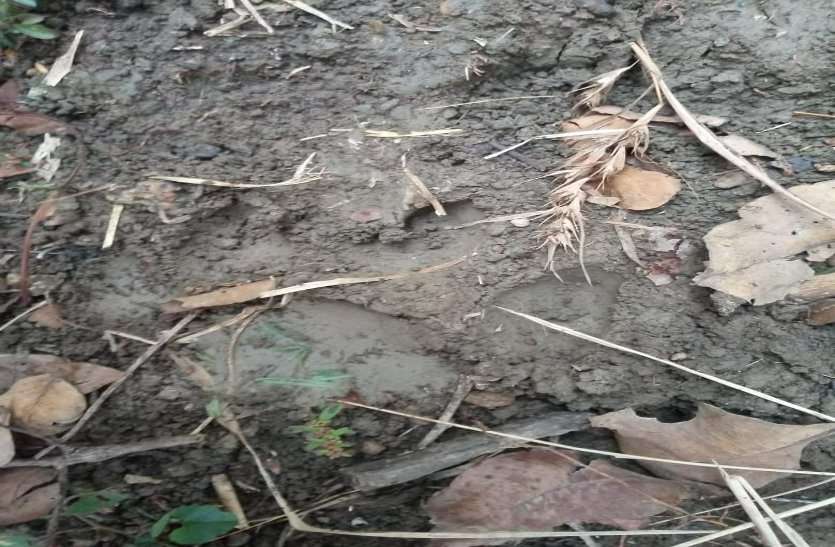 राजनांदगांव और बालोद जिले के बाद बाघ पहुंचा दुर्ग जिले में, गाय पर हमला और खेत में मिले पैर के निशान