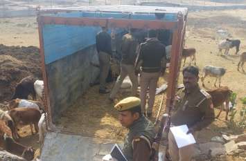 Twenty govansh recovered from truck in Up Mirzapur मिर्जापुर में ट्रक से 20 गोवंश बरामद, पुलिस को चकमा देकर फरार हुए तस्कर