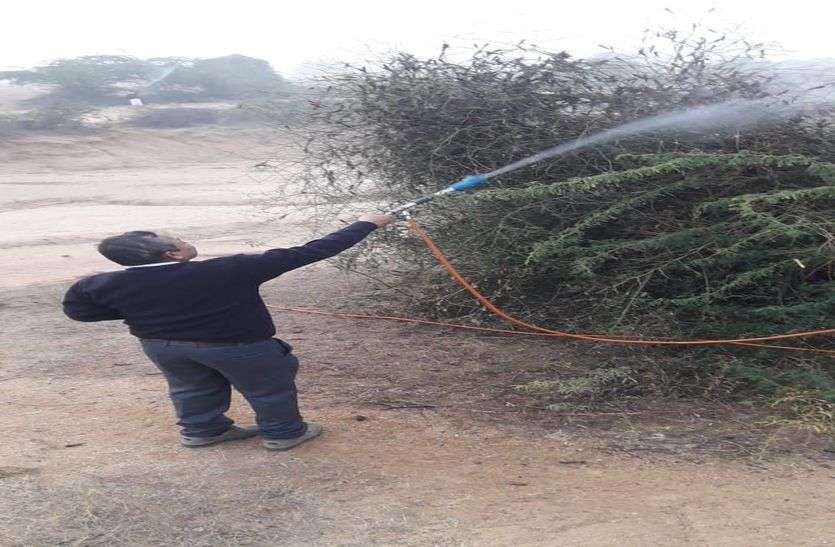 टिड्डी दल का भीनमाल शहर के पास रहा पड़ाव टिड्डी दल का भीनमाल शहर के पास रहा पड़ाव