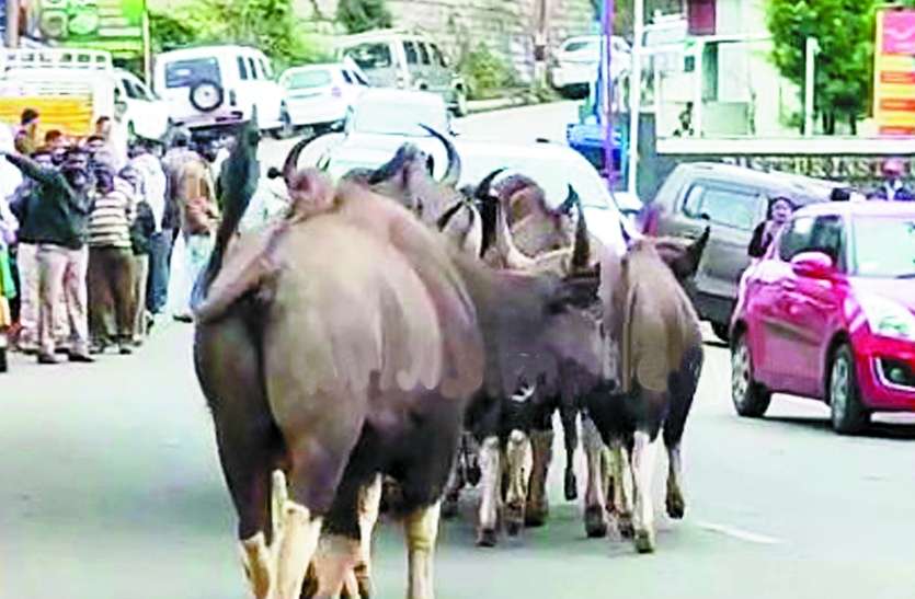 मतगणना केन्द्र में घुसा गौर का झुण्ड मतगणना केन्द्र में घुसा गौर का झुण्ड