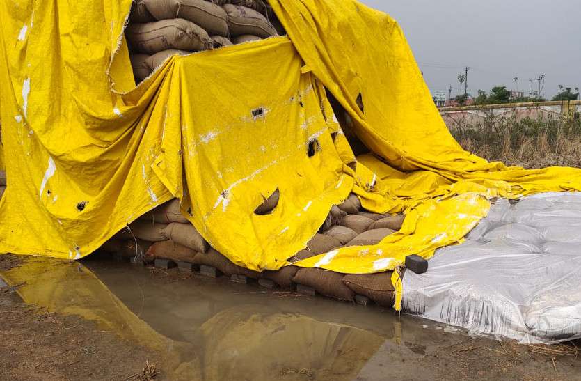 बेमौसम बारिश से भीगा करोड़ों का धान, अधिकांश केन्द्रों में खरीदी बंद