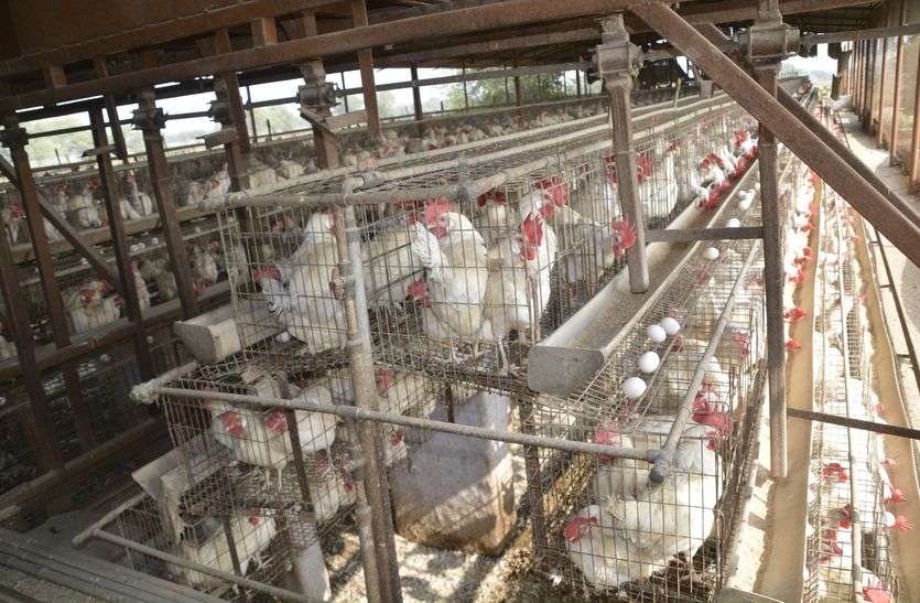Poultry farm : घाटा इतना कि अब व्यापार से कर रहे तौबा Poultry farm : घाटा इतना कि अब व्यापार से कर रहे तौबा