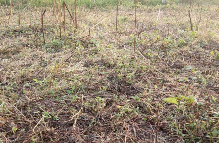 Agricultural scientists advised to be careful in untimely rains असमय वर्षा में सावधानी रखने की कृषि वैज्ञानिकों ने दी सलाह