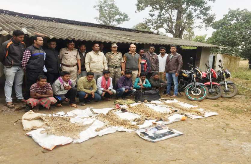 चार तेंदुए की खाल तस्कर कर रहे 7 आरोपियों को वन विभाग ने दबोचा, देखें फोटो चार तेंदुए की खाल तस्कर कर रहे 7 आरोपियों को वन विभाग ने दबोचा, देखें फोटो