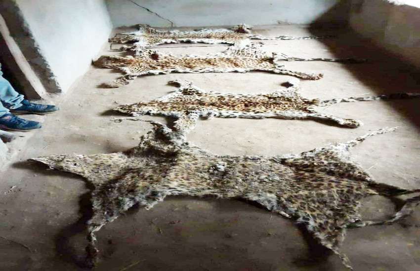 चार तेंदुए की खाल तस्कर कर रहे 7 आरोपियों को वन विभाग ने दबोचा, देखें फोटो