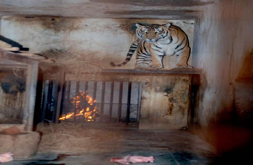 बाघ व शेर के पिंजरों में अलाव, पक्षियों के पिंजरों के चारों ओर लपेटी कनात बाघ व शेर के पिंजरों में अलाव, पक्षियों के पिंजरों के चारों ओर लपेटी कनात
