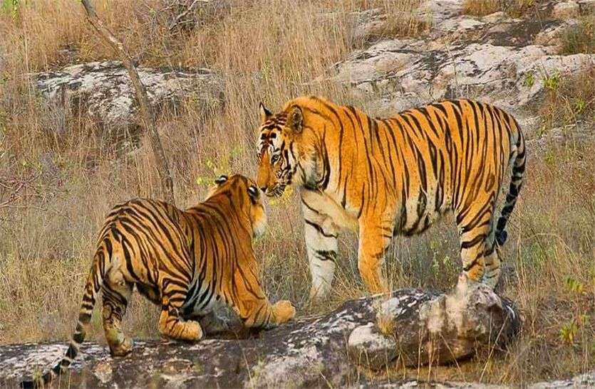 अब रणकपुर के निकट मोडिय़ा मगरी में टाइगर के लिए बनेगा एनक्लोजर, ढाई करोड़ रुपए होंगे खर्च अब रणकपुर के निकट मोडिय़ा मगरी में टाइगर के लिए बनेगा एनक्लोजर, ढाई करोड़ रुपए होंगे खर्च