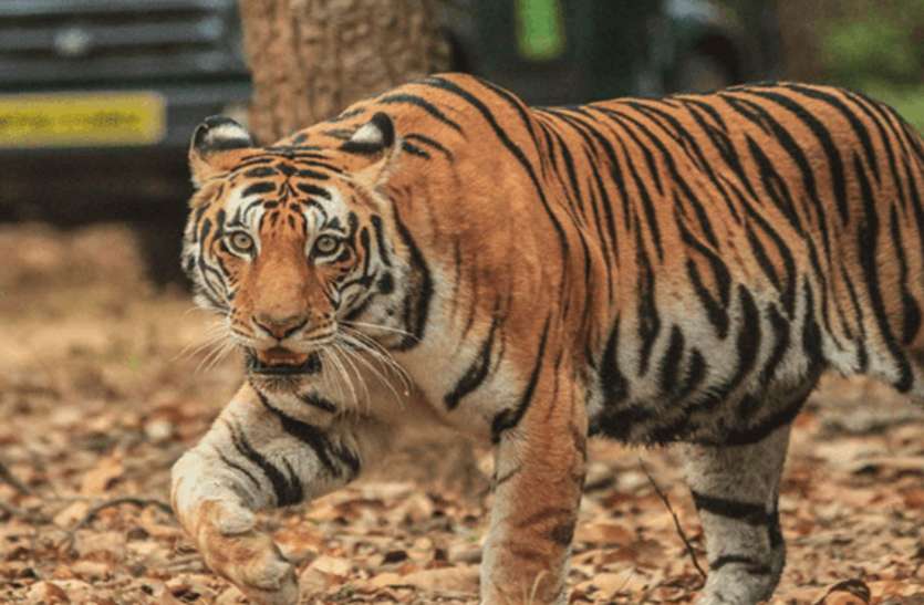 राजस्थान में वन विभाग की सख्ती से उखड़े तस्करों के पांव, जंगलों को अब आया सुकून राजस्थान में वन विभाग की सख्ती से उखड़े तस्करों के पांव, जंगलों को अब आया सुकून