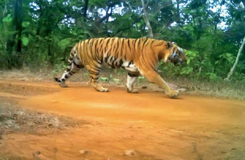कान्हा के पिंजरे में 10 माह से कैद बाघ को छोडऩे को लेकर NTCA और वन विभाग आमने-सामने कान्हा के पिंजरे में 10 माह से कैद बाघ को छोडऩे को लेकर NTCA और वन विभाग आमने-सामने