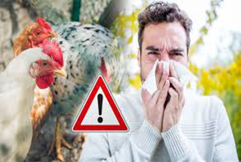 Bird Flu These Are 12 Symptoms Of Bird Flu You Should Also Know à¤¬à¤° à¤¡ à¤« à¤² à¤• à¤¯ à¤¹ 12 à¤²à¤• à¤·à¤£ à¤†à¤ª à¤­ à¤œ à¤¨ à¤² à¤¸ à¤µ à¤¸ à¤¥ à¤¯ à¤µ à¤­ à¤— à¤¬à¤° à¤¡ à¤« à¤² à¤• à¤–à¤¤à¤° à¤•