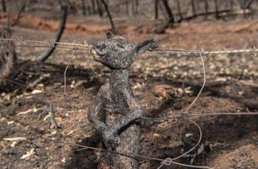Fire in Australia Forest जंगल में लगी आग से बचने को भाग रहा था कंगारू का बच्चा, तार में चिपककर मौत