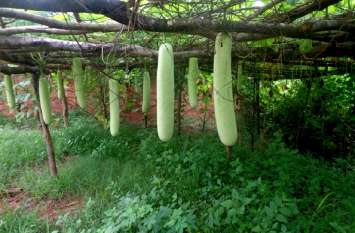 Organic farming: nature of farming will change Organic farming: बदलेगा खेती का स्वरूप, किसानों के साथ-साथ आम लोगों को भी मिलेगा फायदा
