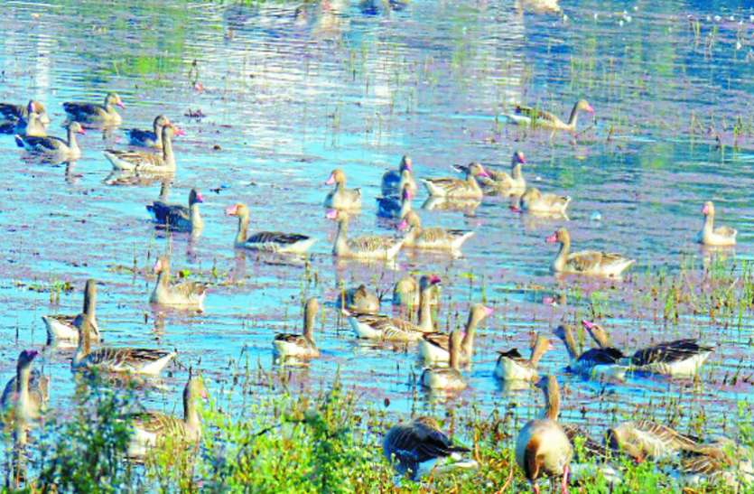 Birds-1 मध्यप्रदेश के इस खूबसूरत शहर में अफ्रीका, यूरोप और हिमालय से आ रहे प्रवासी पक्षी