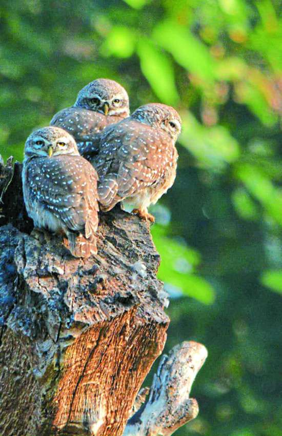 Birds-2