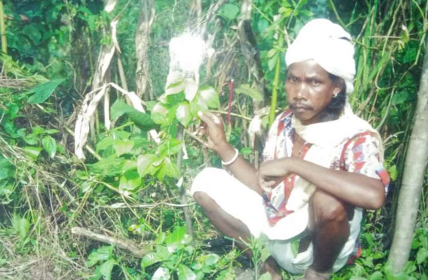 Poisonous tubers are made nutritious in the traditional way जहरीले कंद को परंपरागत तरीके से बना देते हैं पौष्टिक