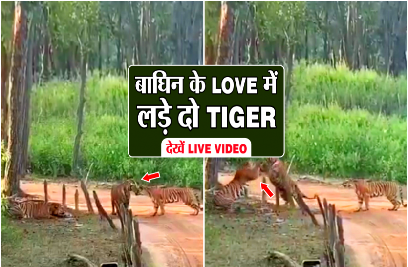 05_2.png बाघिन पर आया दो बाघों का दिल, इंप्रेस करने के लिए किया झगड़ा, एक घंटे की कोशिश के बाद भी नहीं मानी