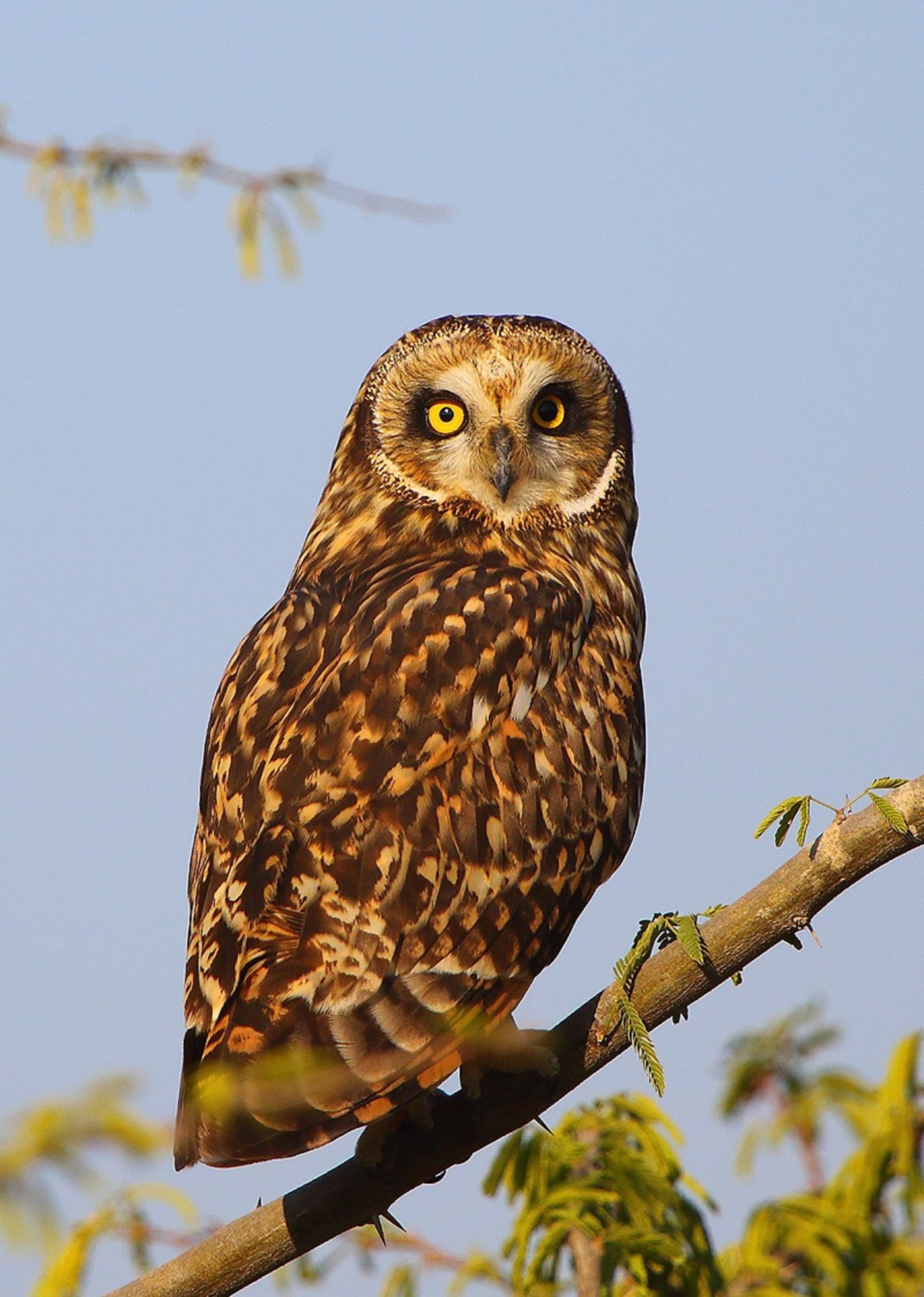 Owl In Bird Village Menar Udaipur य उल ल द न म भ करत ह श क र खतर म खड ह ज त क न Patrika News