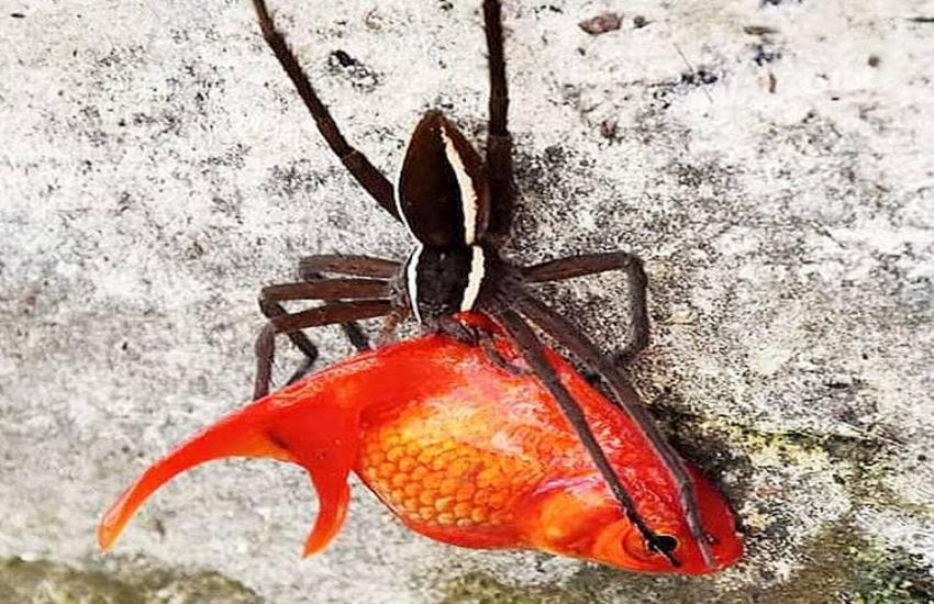 To Impress The Girlfriend A Man Brings Gold Fish But A Spider Hunt It गर लफ र ड क ख श करन क ल ए ल य थ मछल मकड न कर ड ल श क र Patrika News