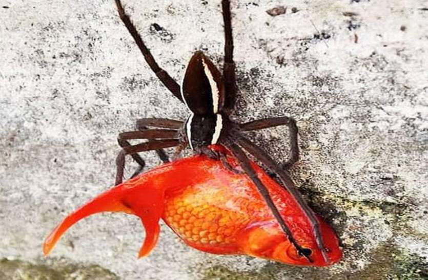 Spider hunting Goldfish गर्लफ्रेंड को खुश करने के लिए लाया था मछली, मकड़ी ने कर डाला शिकार