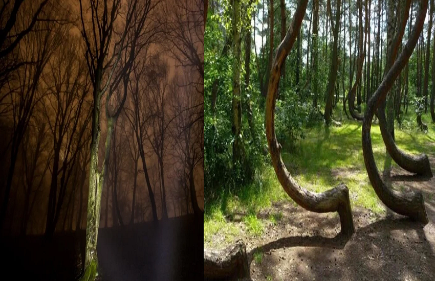 forest2.png