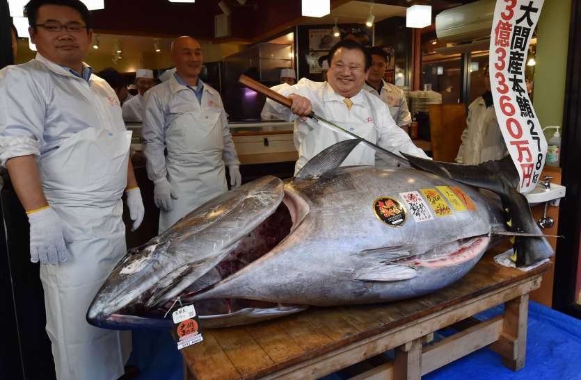 tuna fish कियोशी कीमुरा ने नए साल पर खरीदी टूना मछली, लगाई 13 करोड़ रुपए की बोली