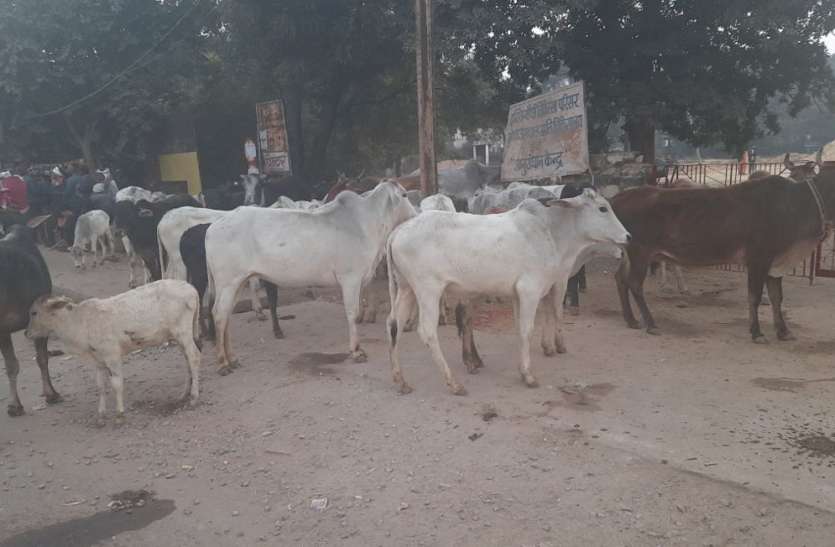 उटीला से सैकड़ों गाय-बैल हांककर लाए ग्रामीण, सडक़ पर छोडऩे की दी धमकी उटीला से सैकड़ों गाय-बैल हांककर लाए ग्रामीण, सडक़ पर छोडऩे की दी धमकी