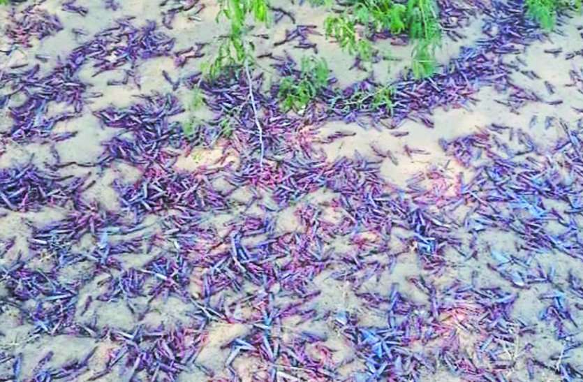 Locust party spread over 15 km radius, not controlled 15 किमी दायरे में फैल गया टिड्डी दल, नहीं आया काबू
