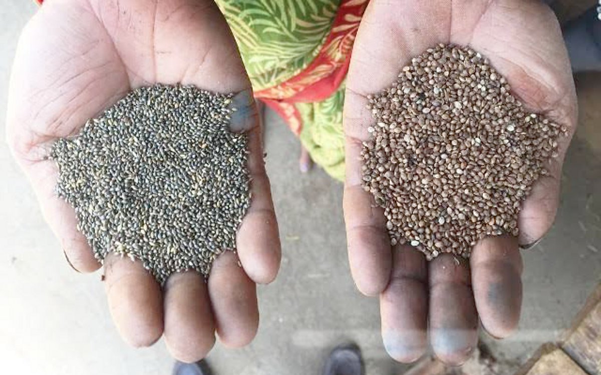 Millet Mission: कोदो, कुटकी, समा के बदलेंगे दिन, सीएम ने तैयार किया मास्टर प्लान | Millet Mission: Kodo, Kutki, Sama will change days, prepared plan | Patrika News