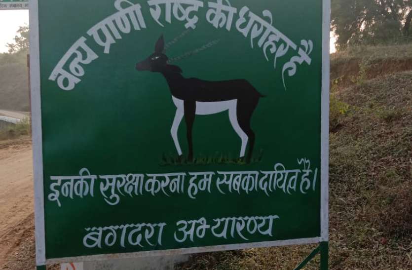 black mrig पांच वाहन होने के बाद भी अमला नहीं कर पा रहा काले मृगों की सुरक्षा