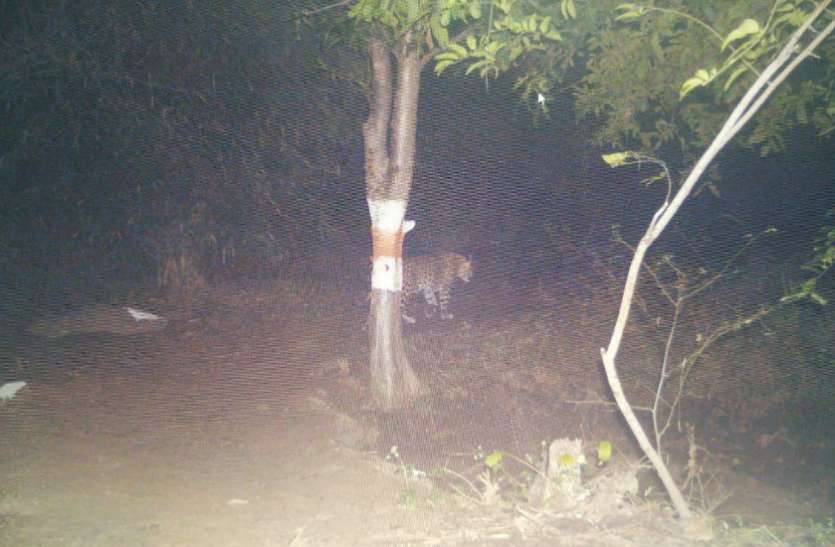 Female leopard ठाकुरताल में ट्रैप कैमरे में दिखी मादा तेंदुआ, अब शावकों की तलाश होगी