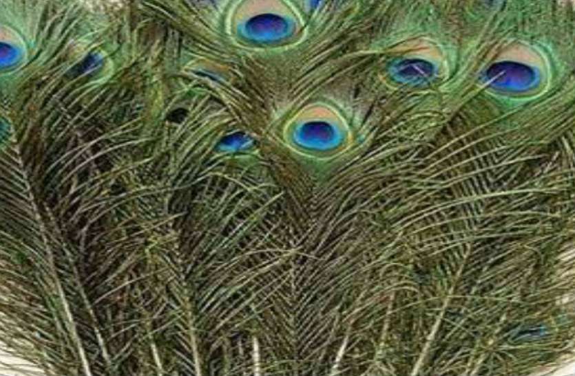peacock_feathers.jpg मोर के पंख में छुपा है कई समस्याओं का समाधान, अपने पास जरूर रखें
