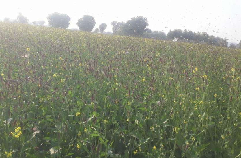 Locusts reached Samdari area, farmers lost their sleep समदड़ी क्षेत्र में पहुंची टिड्डियां, किसानों की उड़ी नींद