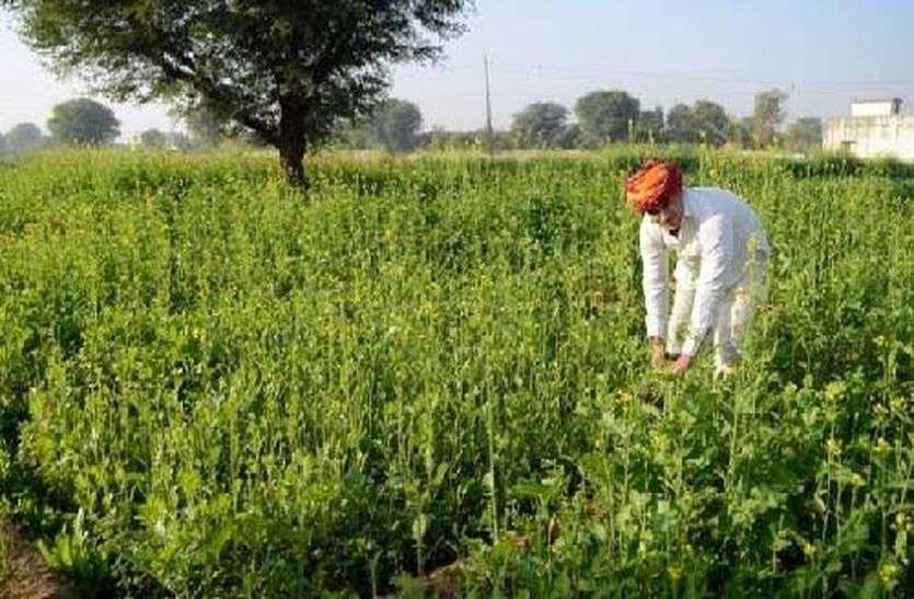 सर्दी से रबी की फसलों को फायदा, किसानों के चेहरे खिले सर्दी से रबी की फसलों को फायदा, किसानों के चेहरे खिले