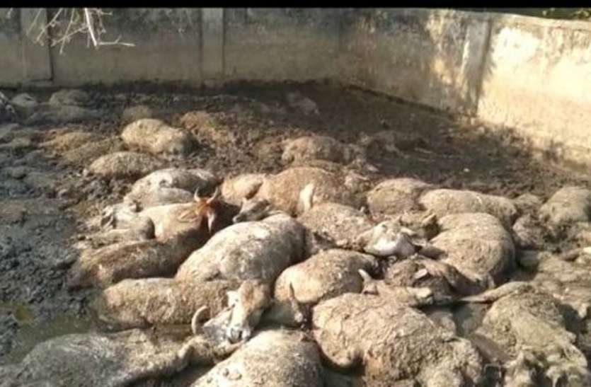 Kanji House :More than 74 cows and calves died of hunger in Kanji Houe कांजी हाऊस में भूख से तड़प-तड़प मर गए 74 से ज्यादा मवेशी, कमिश्नर ने बठाई जांच