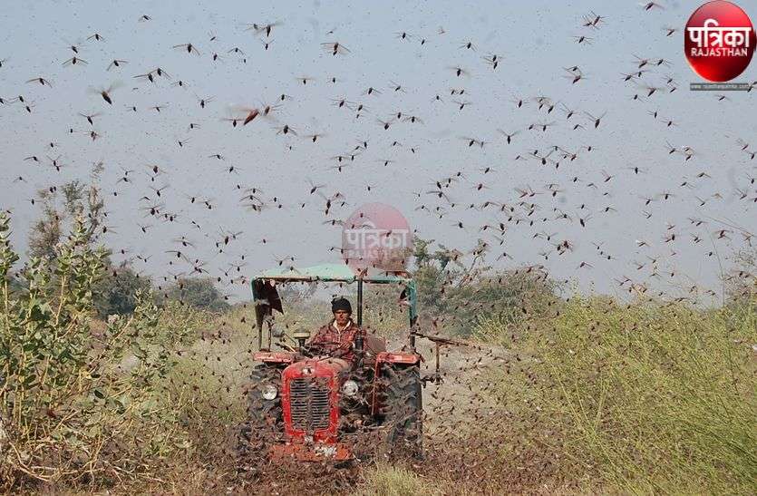 टिड्डियों ने यहां डाला डेरा, किसानों की उड़ी नींद टिड्डियों ने यहां डाला डेरा, किसानों की उड़ी नींद