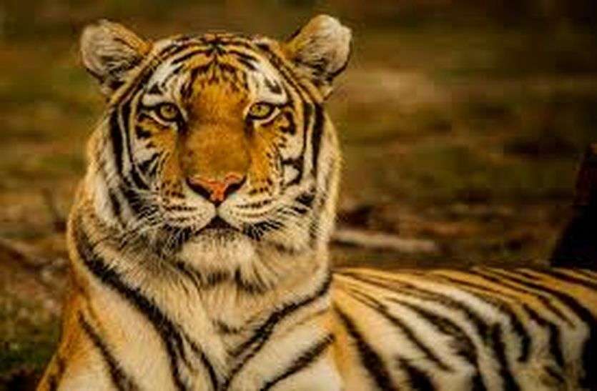 कुंभलगढ़ टाइगर रिजर्व के लिए बढ़ाया जाएगा 25 वर्ग किलोमीटर का क्षेत्र कुंभलगढ़ टाइगर रिजर्व के लिए बढ़ाया जाएगा 25 वर्ग किलोमीटर का क्षेत्र