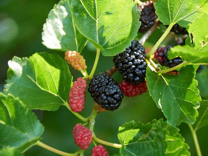 Mulberry Tree Meaning In Hindi - Tere Fruit