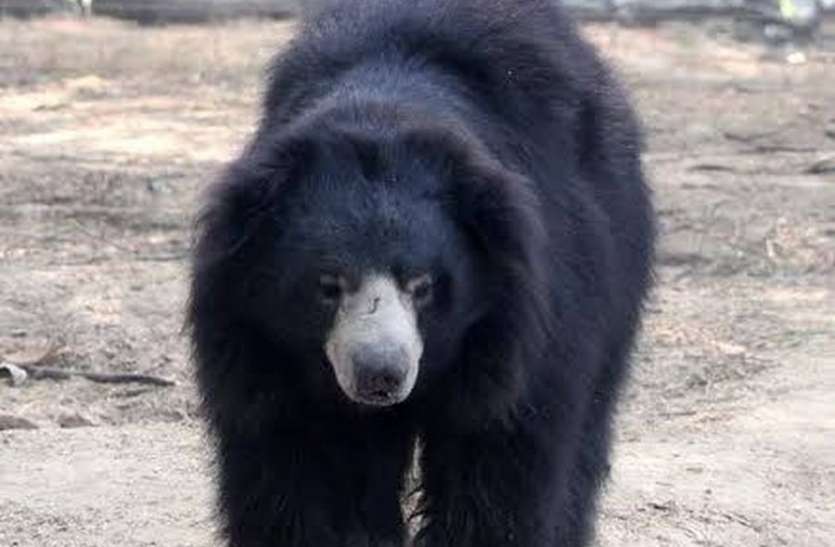 bear बिजली विभाग की लापरवाही, करंट की चपेट में आने से भालू की हुई मौत