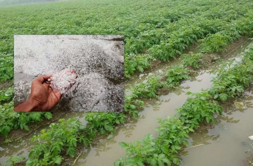ओलावृष्टि से भारी नुकसान, बाजार में सब्जियों के रेट में जल्द भारी उछाल ओलावृष्टि से भारी नुकसान, बाजार में सब्जियों के रेट में जल्द भारी उछाल