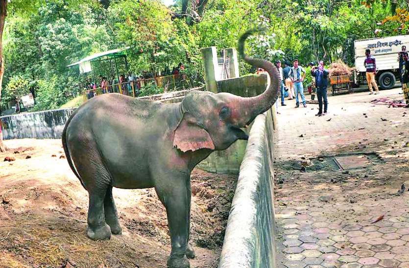 45 साल पहले बिहार से लाए 'मोती' कोई लेने को तैयार नहीं 45 साल पहले बिहार से लाए 'मोती' कोई लेने को तैयार नहीं