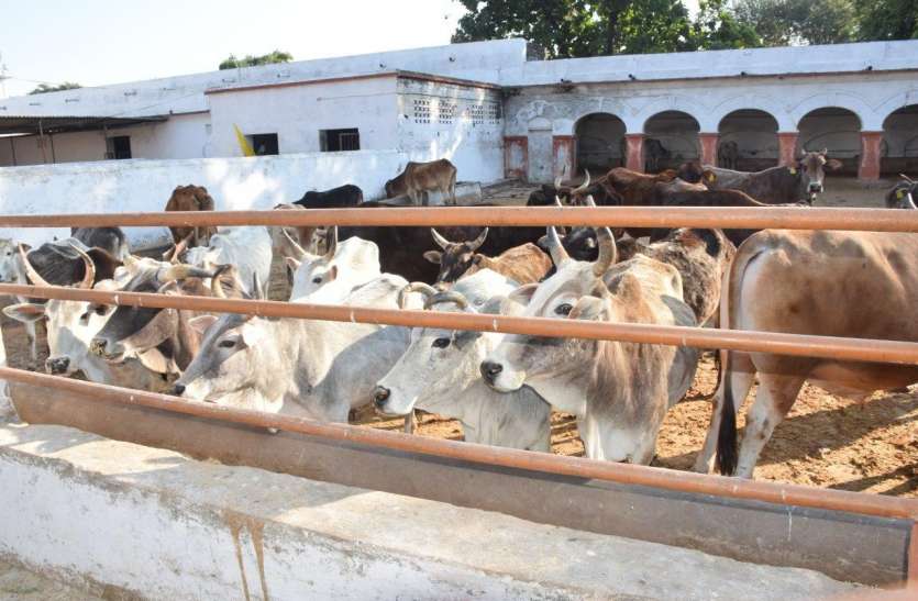 cattle feed short in lock down लॉक डाउन में मूक पशुओं के निवाले पर संकट