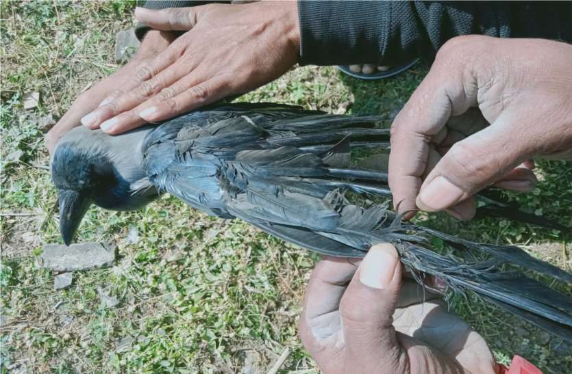 Another bird entangled in China door, young man saved his life by clim चायना डोर में उलझा एक और पंक्षी, युवक ने टॉवर पर चढक़र बचाई जान