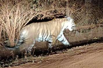 Tiger found in Rajnandgaon wandering in search of a female tiger मादा साथी की तलाश में भटक रहा बाघ, 15 दिन पहले राजनांदगांव में आया था नजर