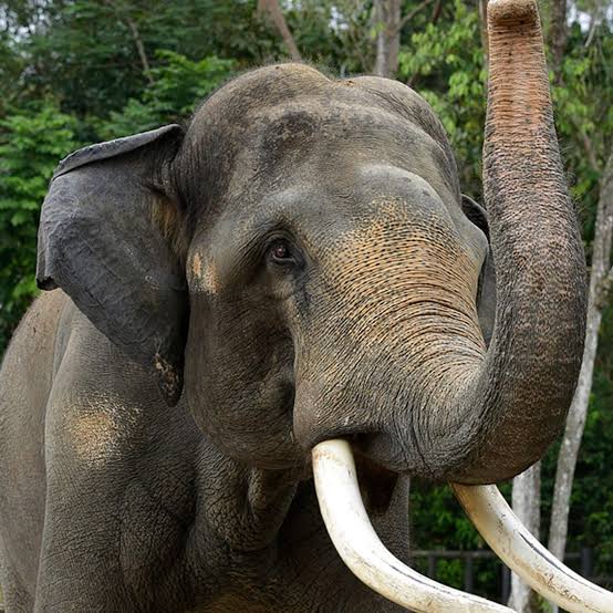 MP has become a permanent habitat of wild elephants