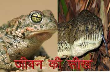 motivational inspiration story of a Frogs and snakes अपने स्वार्थ के लिए वंश को मिटाने वाले का भी एक दिन हो जाता है पतन, पढ़िए जीवन को सीख देने वाली सर्प और मेढ़क की यह कहानी