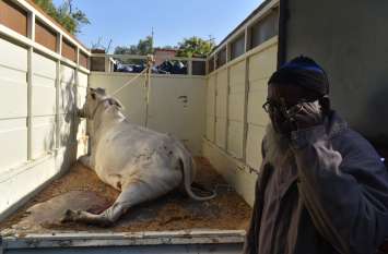 The cow kept crying, he kept crying, the administration seeing this गाय तड़पती रही, वो रोता रहा, प्रशासन देखता रहा