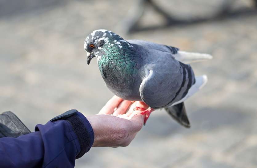 bird-4240899_960_720.jpg भीड़ में भी ट्रैफिक पुलिसकर्मी को पहचान लेते हैं पक्षी, लोगों ने कहा ये हैं असल बर्डमैन